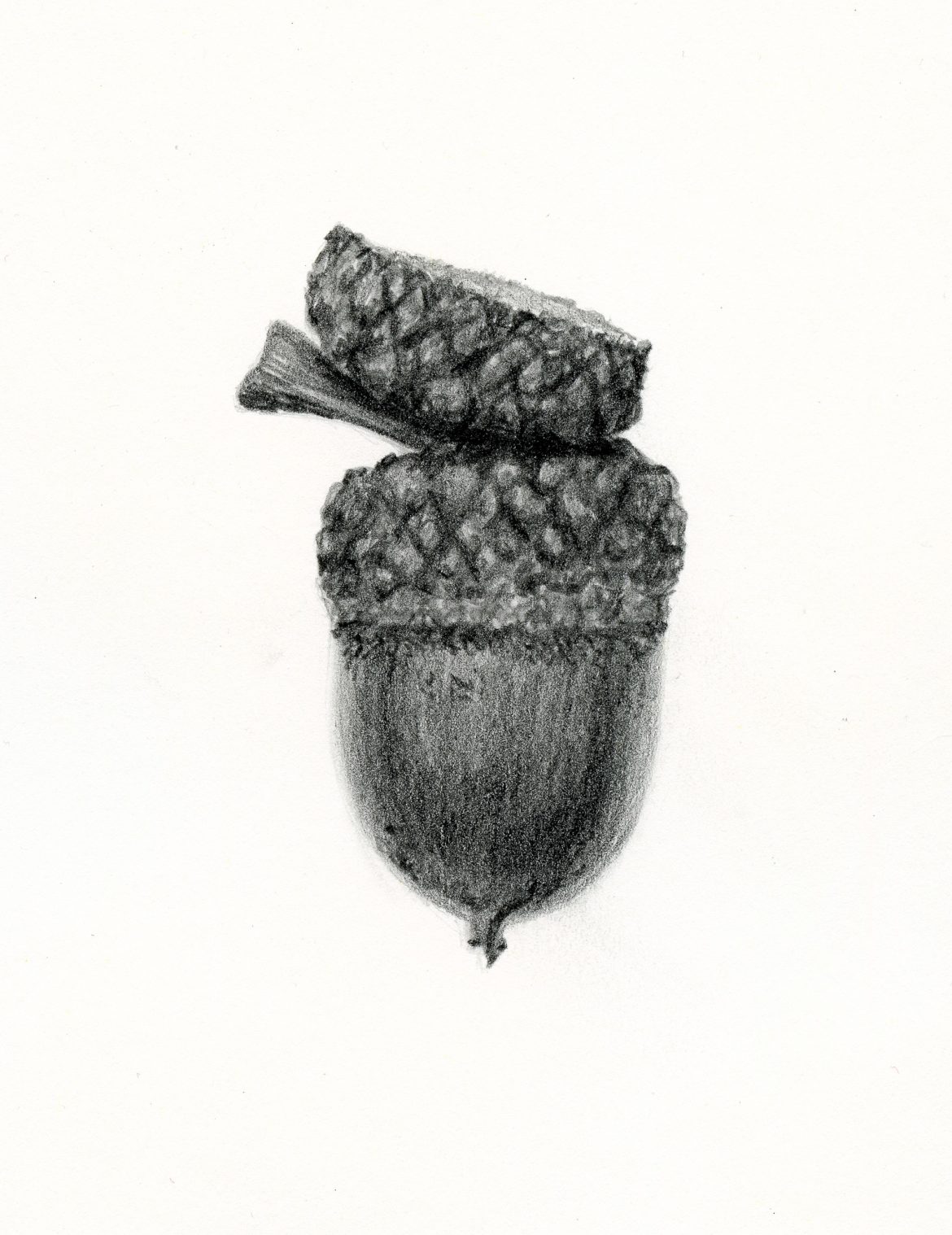 acorn drawing kid