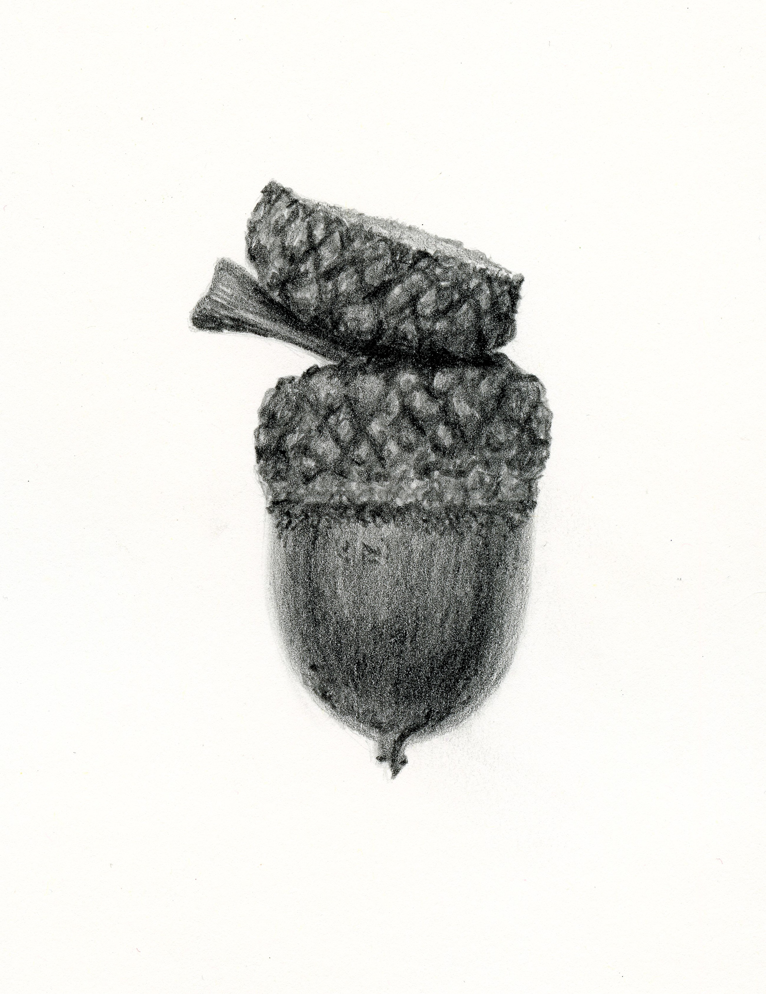 Acorn Drawing