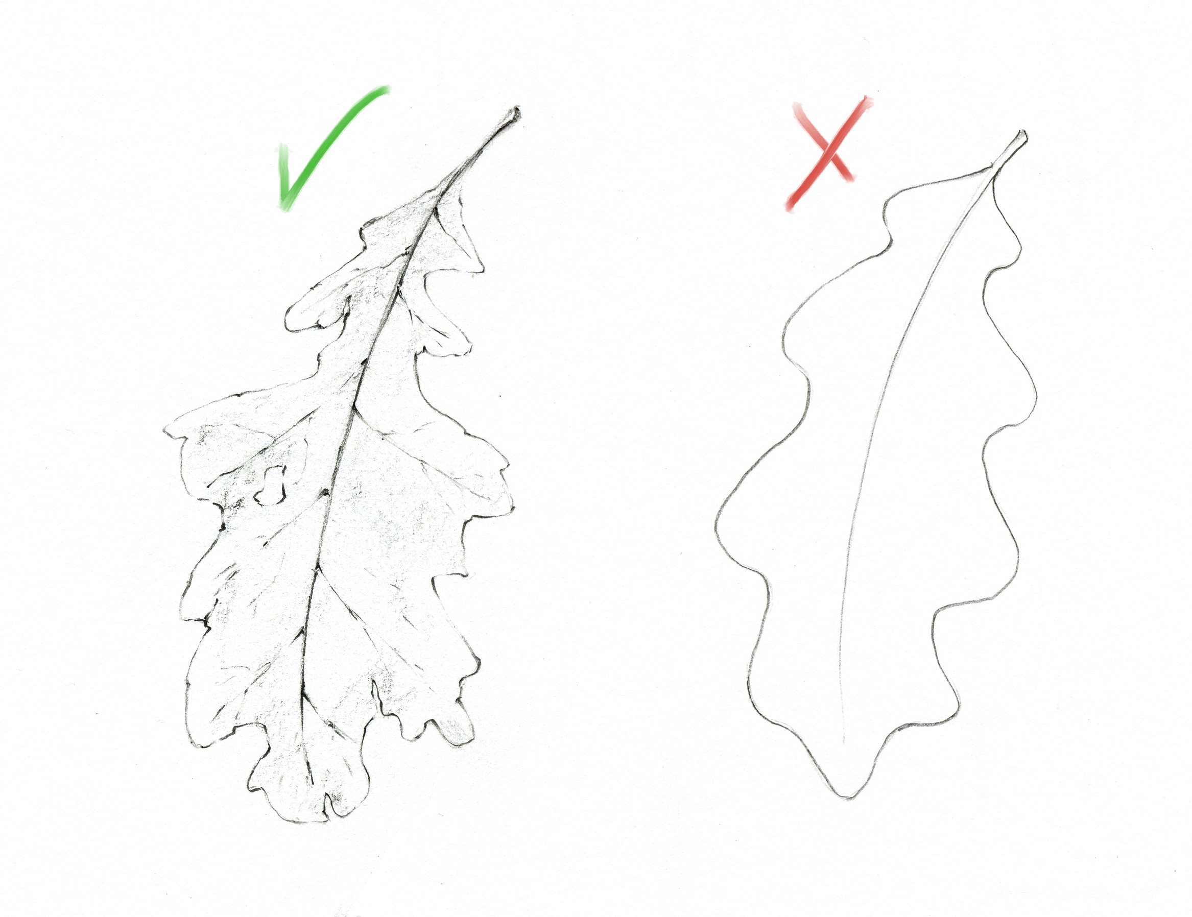 How To Draw Leaves: 10 Amazing and Easy Tutorials!
