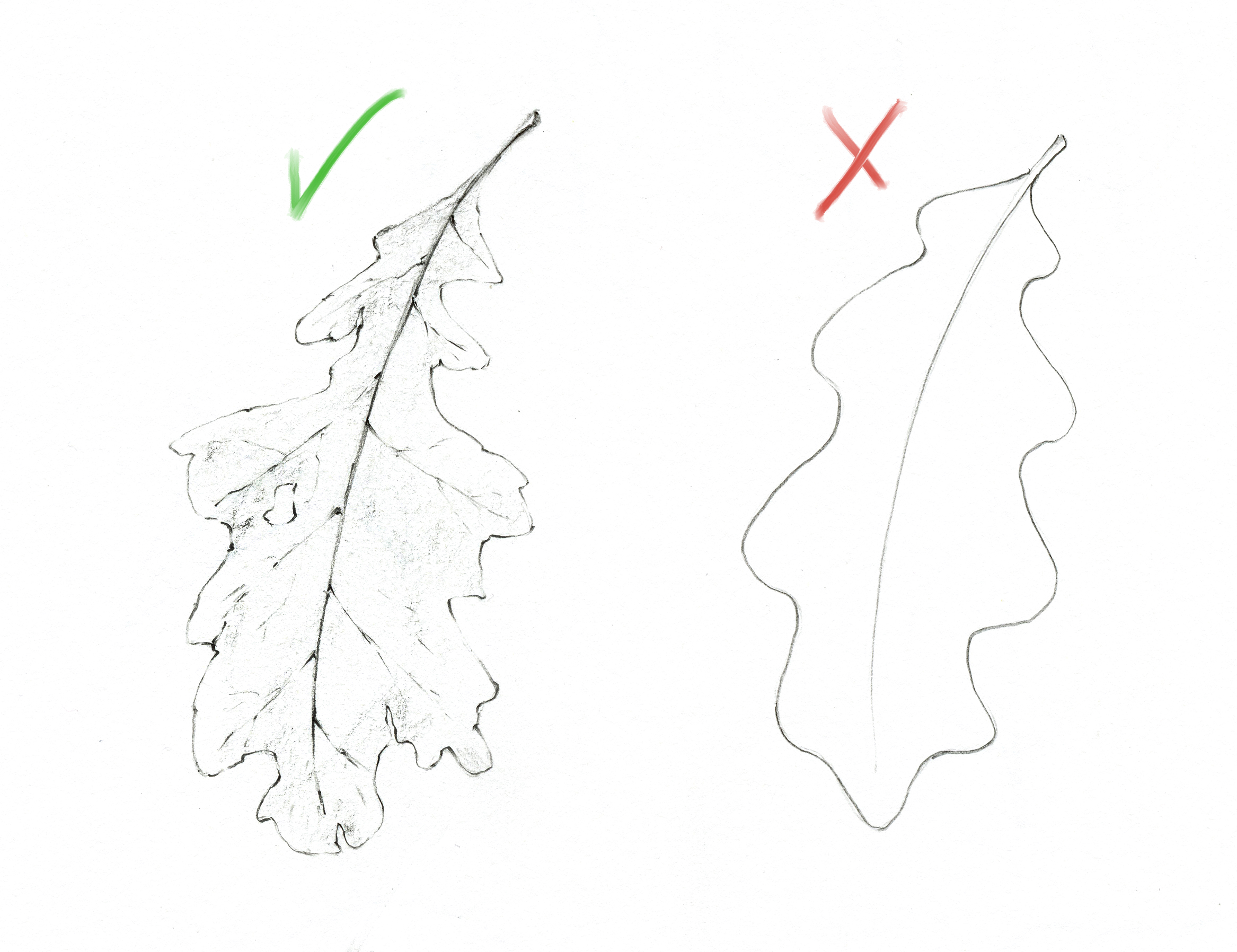 Nature, draw + outline LEAVES